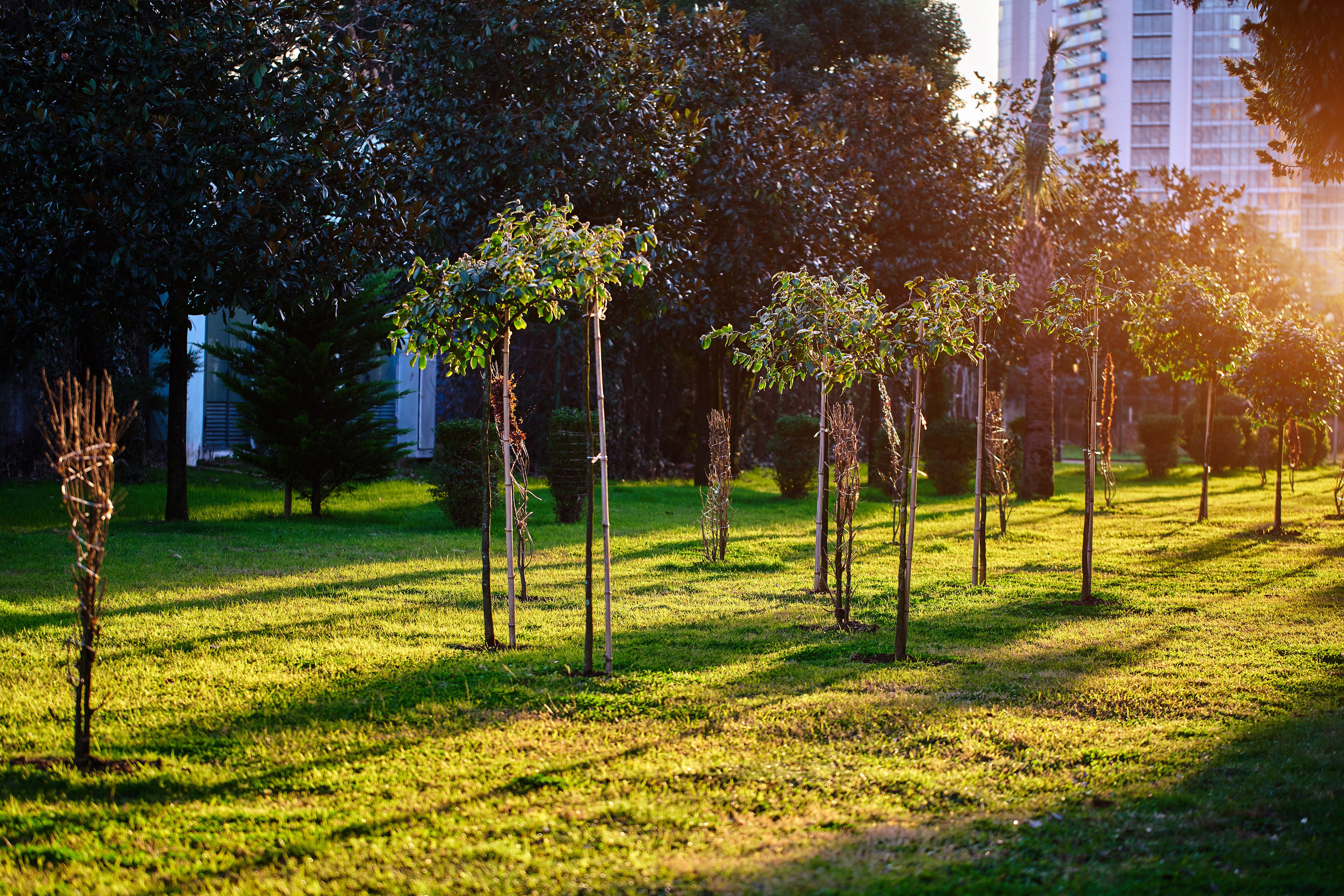 trees lined up in a row