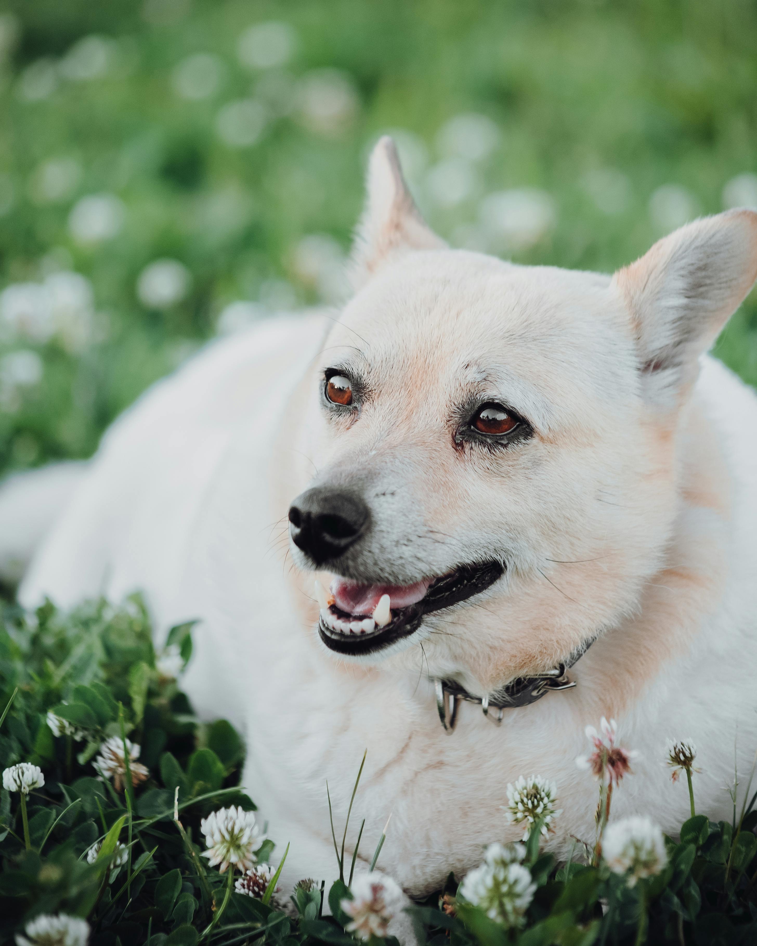 dog sitting in clover yard